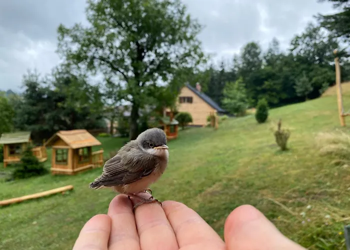 Detska - Cozy Retreat Near The Forest 샬레